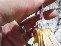 Arctotis angustifolia