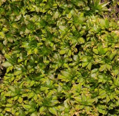 Syntrichia papillosa