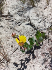 Arctotis angustifolia