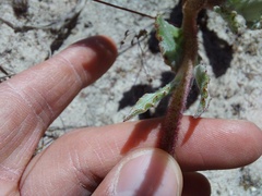 Arctotis angustifolia