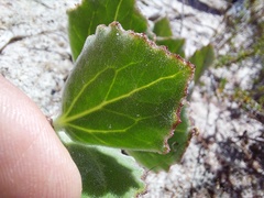 Arctotis angustifolia