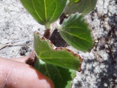 Arctotis angustifolia