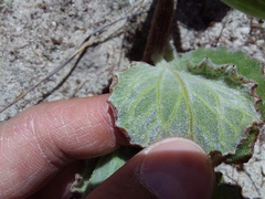 Arctotis angustifolia