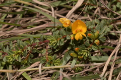 Pultenaea maritima