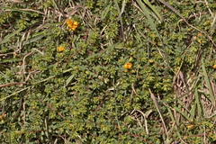 Pultenaea maritima