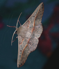 Antictenia punctunculus