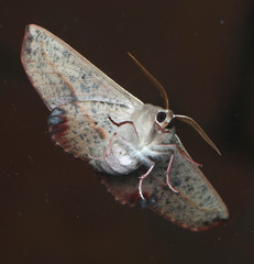 Antictenia punctunculus