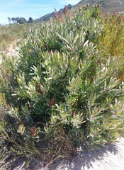 Protea burchellii × laurifolia