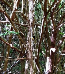 Petroica macrocephala macrocephala