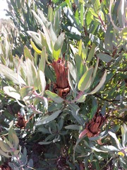 Protea burchellii × laurifolia
