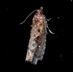 Cryptaspasma