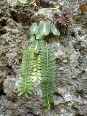 Elatostema salvinioides