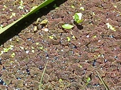 Azolla pinnata