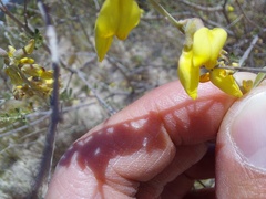 Wiborgia