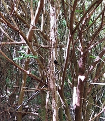 Petroica macrocephala macrocephala