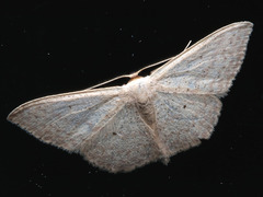 Scopula optivata