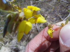 Wiborgia