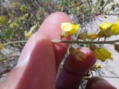 Wiborgia