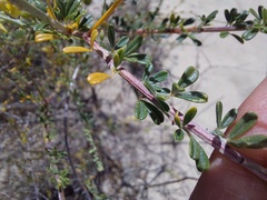 Wiborgia