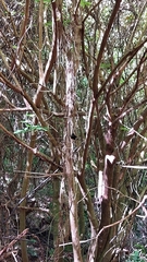 Petroica macrocephala macrocephala