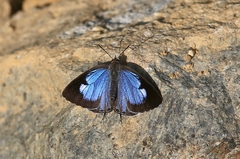 Arhopala birmana