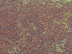 Azolla pinnata