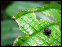 Chalcophyma tuberculata