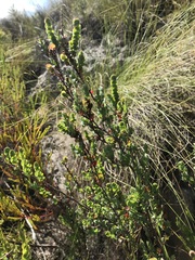 Cliffortia phyllanthoides