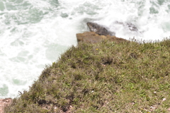 Sporobolus virginicus