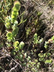 Cliffortia phyllanthoides