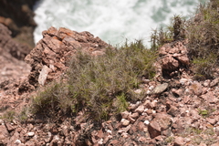 Sporobolus virginicus