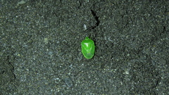 Glaucias subpunctatus