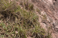 Sporobolus virginicus