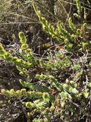 Cliffortia phyllanthoides