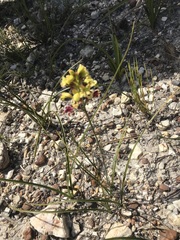 Tritoniopsis parviflora