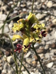 Tritoniopsis parviflora