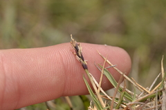 Sporobolus virginicus