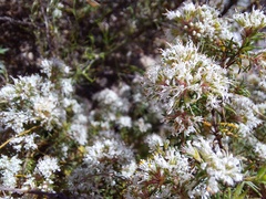 Agathosma capensis