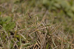 Sporobolus virginicus