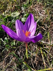 Crocus ligusticus