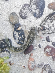 Parablennius parvicornis