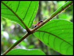 Dolichoderus attelaboides