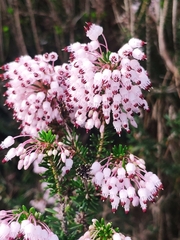 Erica multiflora