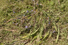 Dianella congesta