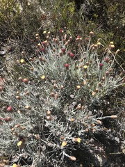 Syncarpha gnaphaloides