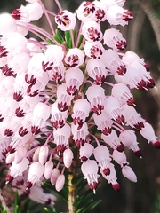 Erica multiflora