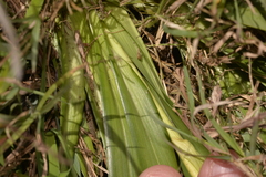 Dianella congesta