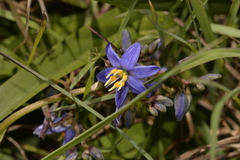 Dianella congesta