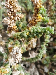 Traganum moquinii
