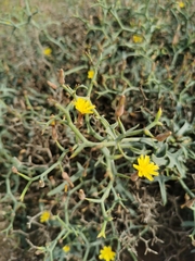 Launaea arborescens